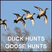 Texas Duck Hunts, texashuntingnews.com