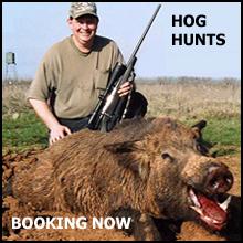 Texas Hog Hunts, texashuntingnews.com