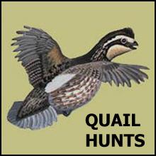 Texas Quail Hunts, texashuntingnews.com