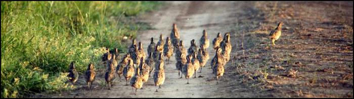 West Texas Quail Leases, texashuntingnews.com